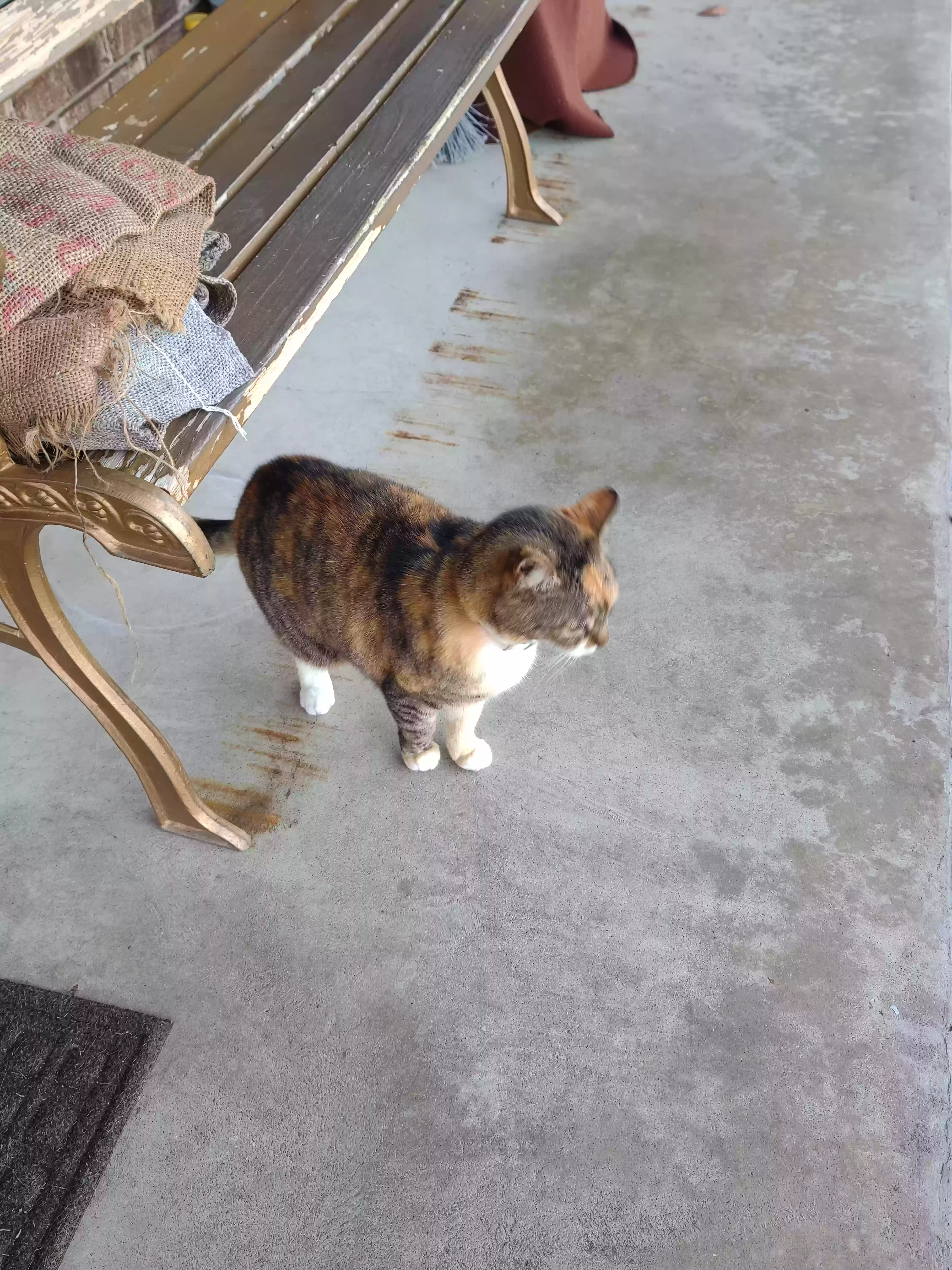adoptable Cat in Scott,AR named mrs kitty
